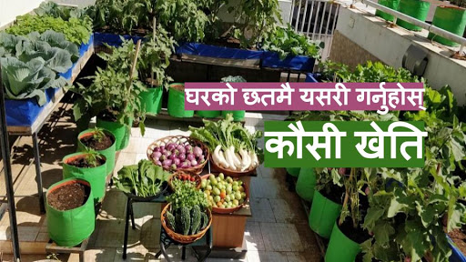 कौसी खेतीबाट मासिक ५० करोडको तरकारी